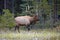 Bull Elk with large Antlers walking proud, Jasper National Park, Canada