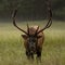 Bull Elk With Large Rack Looks Right At Camera