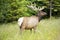 Bull elk looking for threats while standing in a field