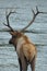 Bull Elk in Madison River