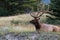 bull elk with magnificent rack, resting amongst the wild grass in Jasper national park, Alberta, Canada