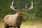 Bull Elk in meadow, calling