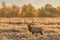 Bull Elk in Meadow in Fall