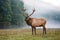 Bull elk in mist