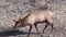 Bull elk out foraging in Yellowstone National Park