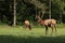 Bull Elk Pair in Lone Elk County Park