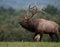 Bull Elk in Pennsylvania