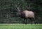 Bull Elk in Pennsylvania