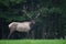 Bull Elk in Pennsylvania