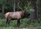 Bull Elk in Pennsylvania