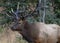 Bull Elk Portrait