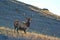 Bull Elk Poses on a Sunlit Hillside