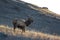 Bull Elk Profile on a Grassy Hillside