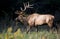 A bull Elk rises out of a creek with greenery on his antlers.