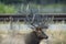 Bull Elk in the Rocky Mountains prepare for battle