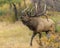 Bull Elk in the Rocky Mountains prepare for battle