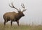 Bull elk in rut