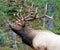 Bull Elk in Rut