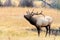 Bull Elk in Rut