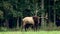 A Bull Elk During the Rut