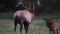 A Bull Elk During the Rut