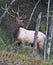 Bull elk in rut, standing on hillside