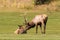 Bull Elk Rutting