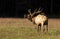 Bull elk in rutting season