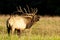 Bull elk in rutting season