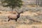 Bull Elk in Sage Meadow in the rut