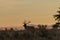 Bull Elk Silhouetted at Sunrise