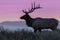 Bull Elk Silhouetted at Sunrise