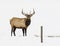 BULL ELK IN SNOW DURING WINTER STOCK IMAGE