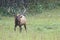 Bull Elk sounding a bugle.