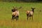 A bull elk sounding his bugle