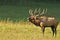 A bull elk sounds a bugle in matting season.