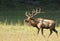 A bull elk sounds a bugle in matting season.