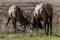 Bull Elk Sparring