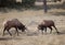 Bull elk sparring