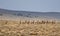 Bull Elk Standing By Fence In Northwest Colorado