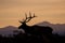 Bull Elk Sunrise Silhouette