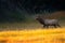 Bull Elk at Sunrise in Yellowstone National Park