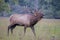 A bull Elk throws back his head and bugles in an open field.