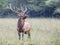 A bull Elk throws back his head and looks up a tree.