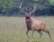 A bull Elk throws back his head and looks up a tree.