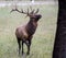 A bull Elk throws back his head and looks up a tree.