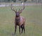 A bull Elk throws back his head and winds.