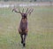 A bull Elk throws back his head and winds.