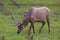 Bull Elk in velvet