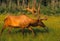 Bull Elk in Velvet